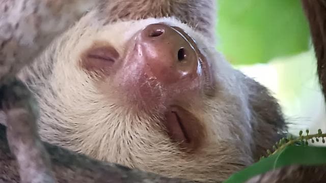 Manuel Antonio National Park, Spotting Animals and plants — Guided tour and outdoor activity