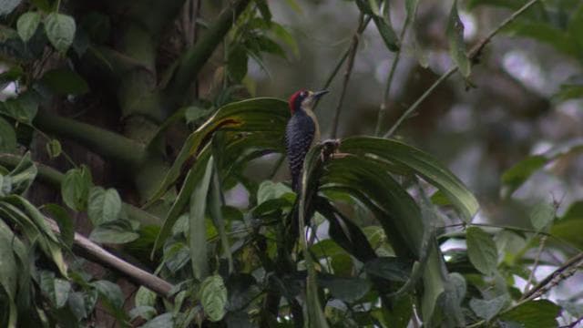 Private Forest Walk - Río Celeste — Guided tour and outdoor activity