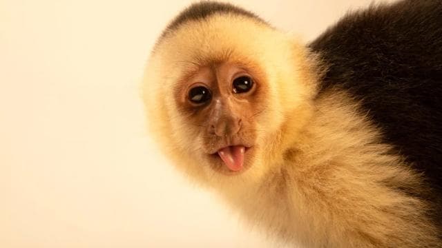 Uvita: Terraba Sierpe Wildlife Mangrove Kayak Tour CostaRica — Guided tour and outdoor activity