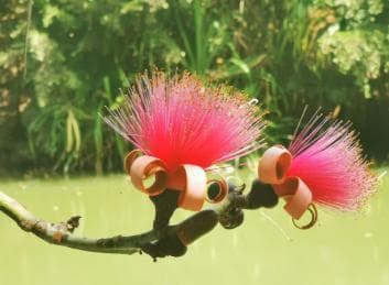 Puerto Plata: Taino Valley and Dominican Flavor Experience — Guided tour and outdoor activity