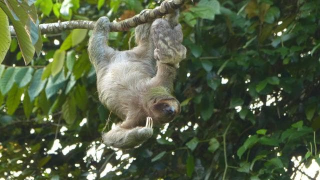 La Fortuna: Sloth Tour in the Wild — Guided tour and outdoor activity