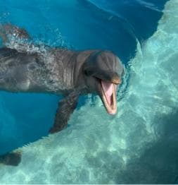 Punta Cana: Enjoy Dolphin Free Hotel Pickup — Guided tour and outdoor activity