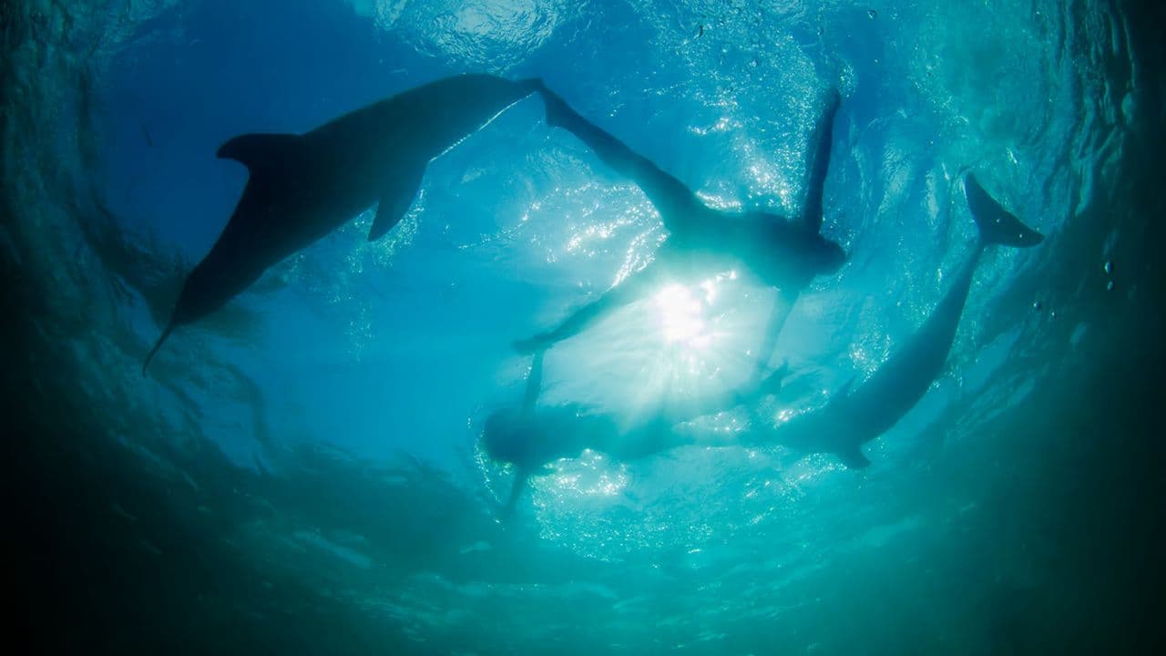 Swim with Dolphins in Punta Cana — Guided tour and outdoor activity