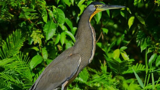 Canoe, night and day hike in Tortuguero National Park — Guided tour and outdoor activity