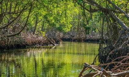 Samana: Los Haitises National Park & Caño Hondo Day Tour — Guided tour and outdoor activity