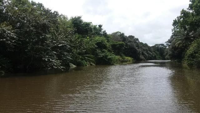 Sierpe: Jungle Wild Cruiser and Mangrove Forest Tour — Guided tour and outdoor activity