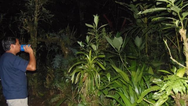 La Fortuna: Ecocentro Danaus Rainforest Night Expedition — Guided tour and outdoor activity