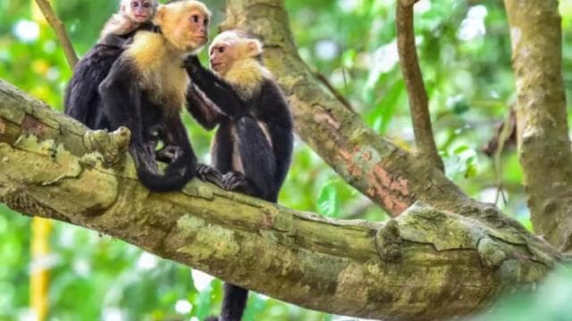 Mangrove and monkey boat Tour UNFORGETTABLE... — Guided tour and outdoor activity