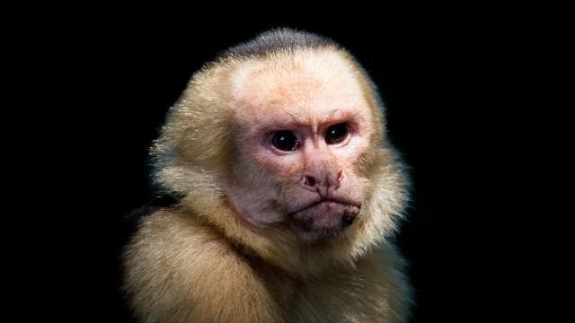 Manuel Antonio Park: Guided Tour with Ticket — Guided tour and outdoor activity