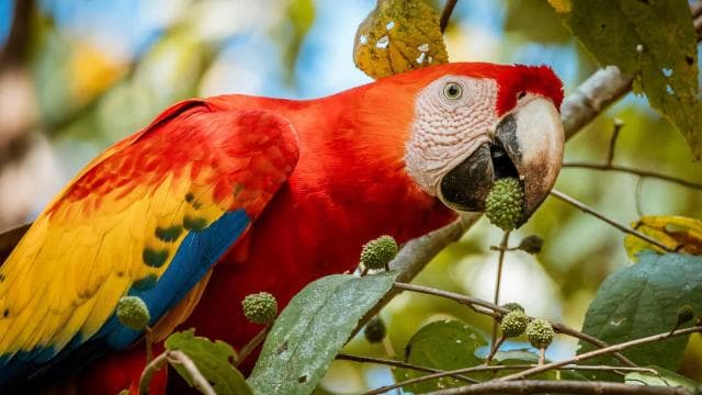 Uvita:Scarlet Macaws in Marino Ballena National Park Parrots — Guided tour and outdoor activity