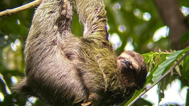 Guided tour in the jungle of Manuel Antonio National Park. — Guided tour and outdoor activity