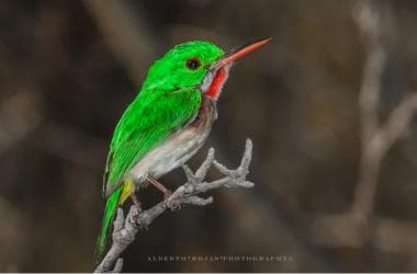 Los Haitises: Sunrise or Sunset wildlife focus — Guided tour and outdoor activity