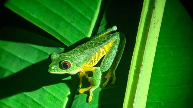 Manuel Antonio: Jungle Night Tour and Buttlerfly Garden — Guided tour and outdoor activity