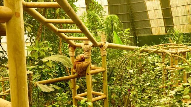 Monteverde: Zip Lines, Bridges, Butterflies, Sloths and more — Guided tour and outdoor activity