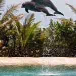 Stretnutie s delfínmi v Ocean World, Puerto Plata — Guided tour and outdoor activity
