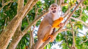 Z Bayahibe: Půldenní safari v Monkeyland — Guided tour and outdoor activity