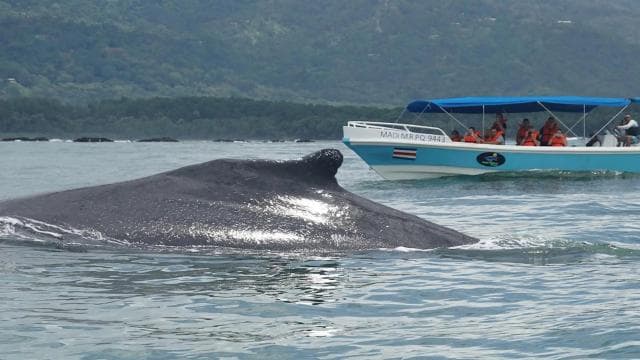 WHALE & DOLPHIN WATCHING IN UVITA COSTA RICA — Guided tour and outdoor activity