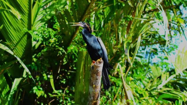 Tortuguero: Guided Canoe Tour "An Unforgettable Experience" — Guided tour and outdoor activity
