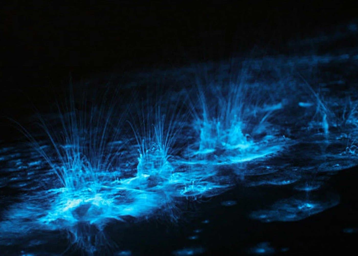Bioluminescent Bay-Abenteuer auf Grand Cayman — Guided tour and outdoor activity