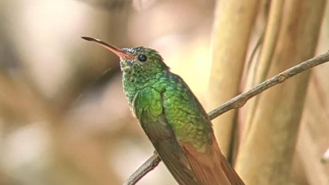 Manuel Antonio National Park: Guided Tour with ENTRANCE INCLUDED — Guided tour and outdoor activity