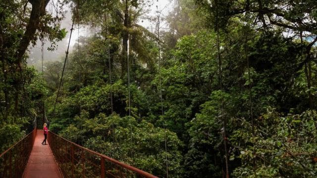 Monteverde: Monteverde Cloud Forest Canopy Adventure — Guided tour and outdoor activity