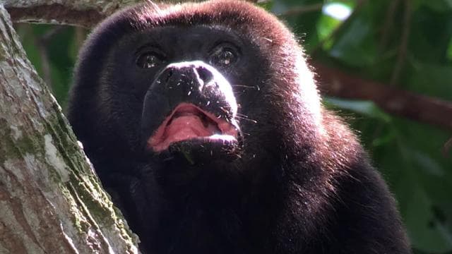 Manuel Antonio National Park Full Wildlife — Guided tour and outdoor activity
