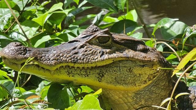 Tortuguero: Canoe tour package and night walk in the jungle. — Guided tour and outdoor activity
