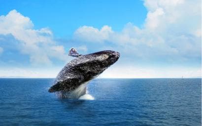 Samana: Private Whale Watching Half Day Trip — Guided tour and outdoor activity