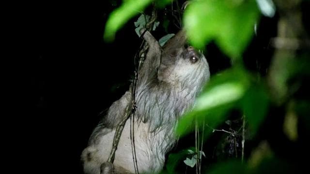 La Fortuna Night Walk in a High Biodiversity Rainforest — Guided tour and outdoor activity