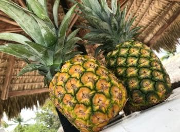 Saona Island Day Trip + Lobsters Included — Guided tour and outdoor activity