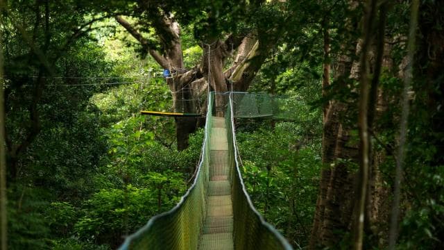 Rincón de la Vieja: Explore the Rainforest Hanging Bridges — Guided tour and outdoor activity