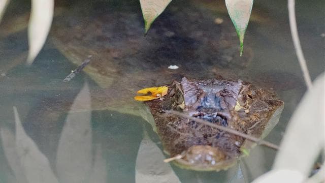 Quepos Mangrove Boat Tour — Guided tour and outdoor activity