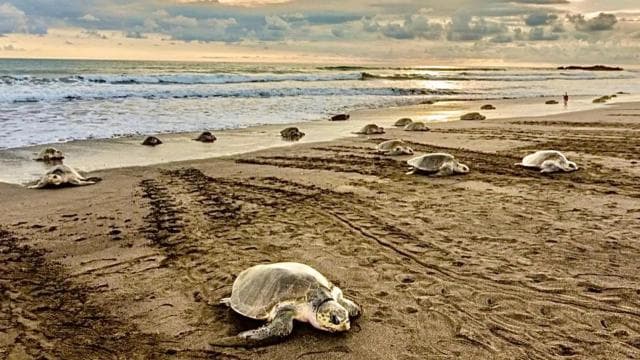 Playa Minas: Sea Turtle Watching Tour — Guided tour and outdoor activity