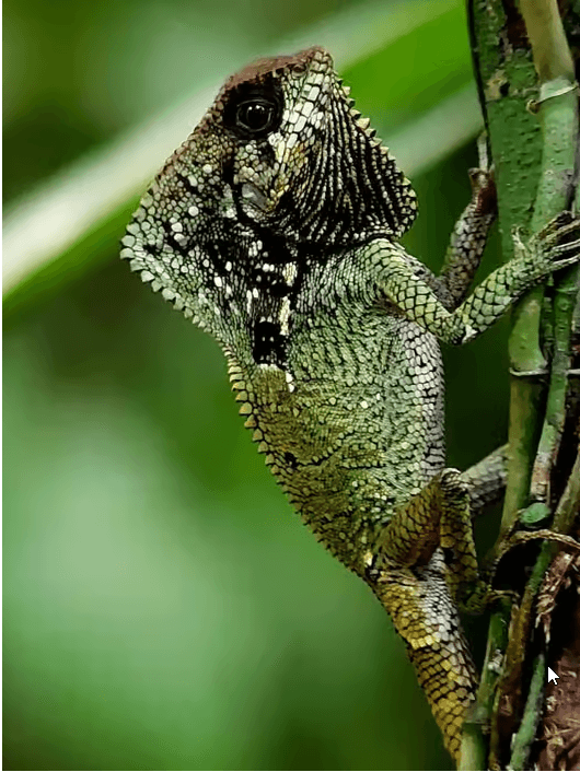 Manuel Antonio National Park: Guided Tour w/ TICKET INCLUDED — Guided tour and outdoor activity