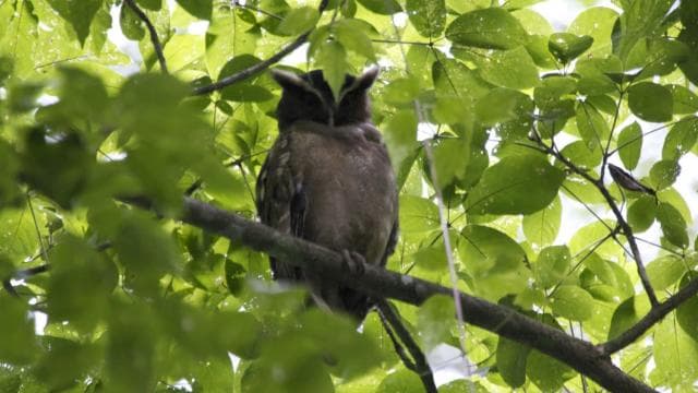 Экскурсия по наблюдению за птицами в Rainforest Adventures Браулио Каррильо — Guided tour and outdoor activity