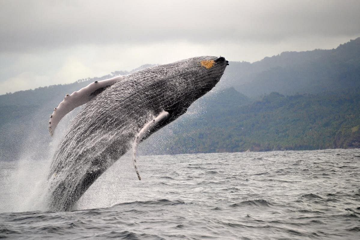 Whale watching + cay raised from Punta Cana — Guided tour and outdoor activity