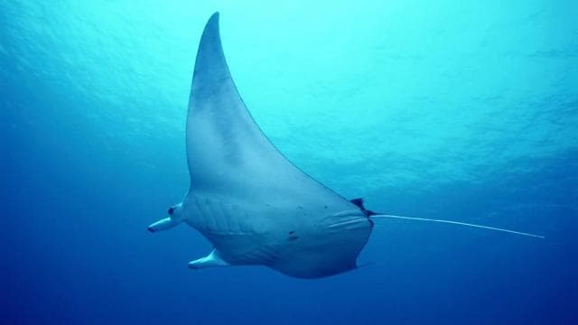 Flamingo & Tamarindo: Two Dives at Las Catalinas Islands — Guided tour and outdoor activity
