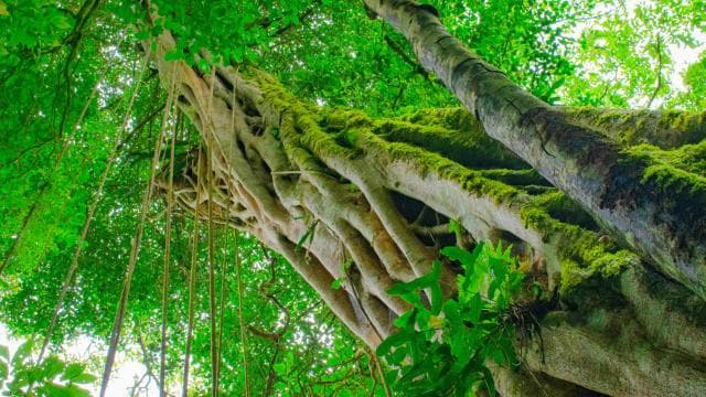 Santa Elena: Cloud Forest Reserve Guided Tour — Guided tour and outdoor activity