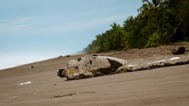 Tortuguero: Turtle Nesting Night Tour — Guided tour and outdoor activity