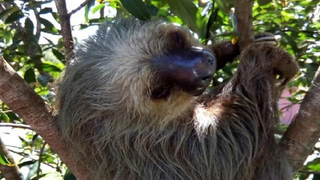 Puerto Limon: Veragua Rainforest & Tortuguero Canal Cruise — Guided tour and outdoor activity