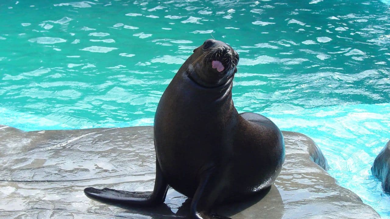 Puerto Plata Ocean World Adventure Park Taino bay Amber cove — Guided tour and outdoor activity