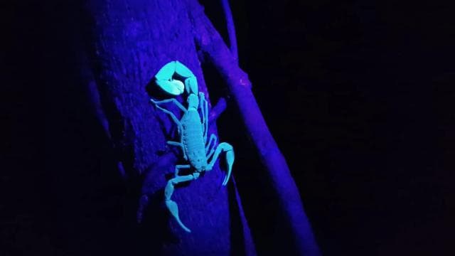 Puerto Viejo: Wildlife Night Tour in the Jungle — Guided tour and outdoor activity