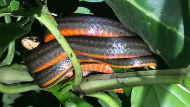 Limon: Night Walk & Rainforest Experience — Guided tour and outdoor activity