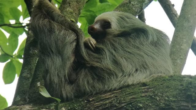 La Fortuna: Sloth Watching Tour — Guided tour and outdoor activity