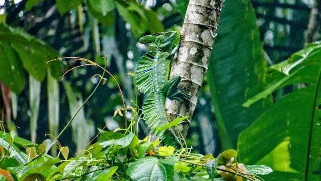 Rafting in Sarapiqui River from La Fortuna: Afternoon tour — Guided tour and outdoor activity