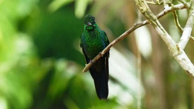 From San José: Monteverde Hanging Bridges Day Trip — Guided tour and outdoor activity