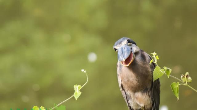 La Fortuna: Bird Watching Tour at Natura Park — Guided tour and outdoor activity
