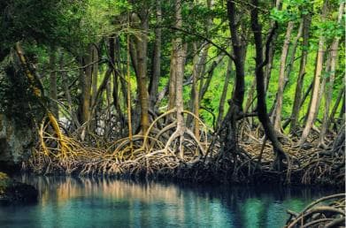 Miches: Los Haitises, Transfer, Walking & Boat tour — Guided tour and outdoor activity