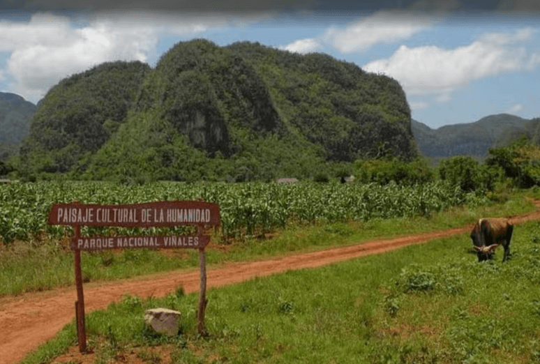 Viñales Valley Private Classic Car Tour — Guided tour and outdoor activity