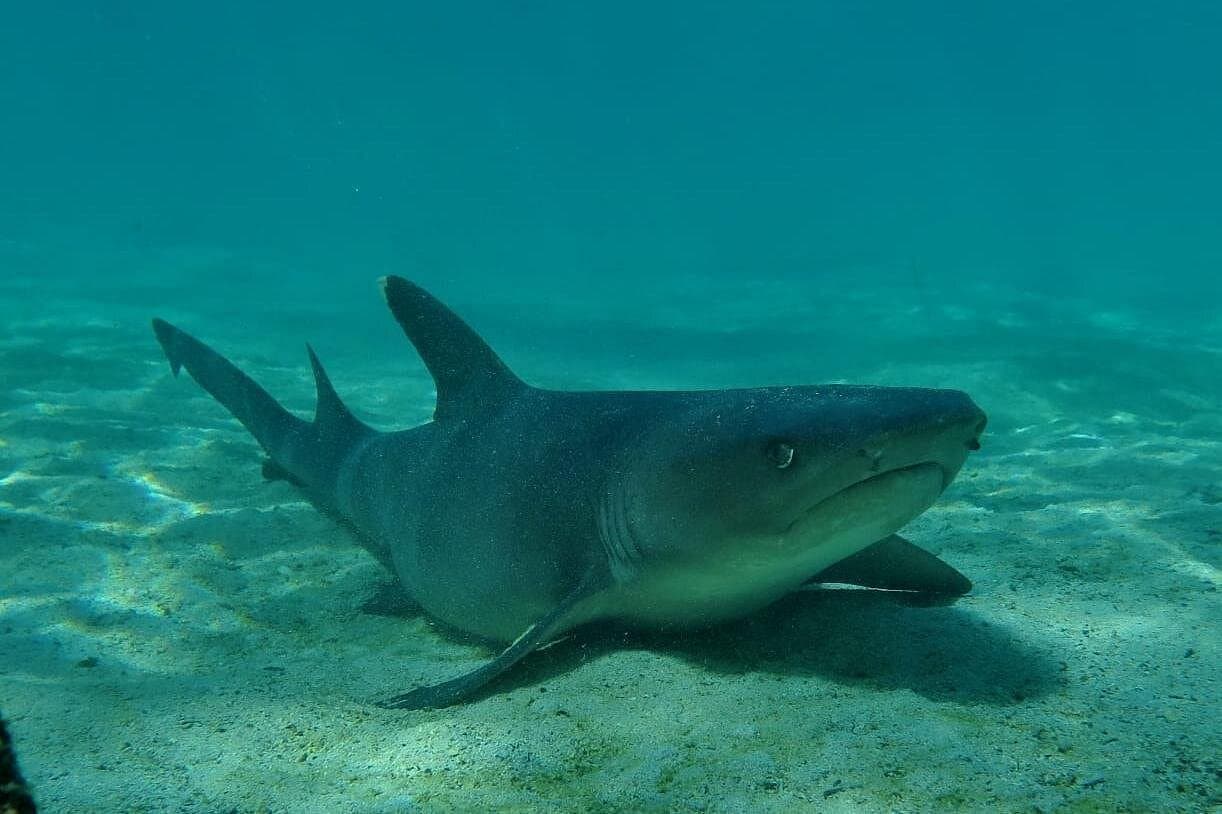Day tour to Pinzón Island and La Fé/Palmitas Bay with snorkeling and fishing — Guided tour and outdoor activity